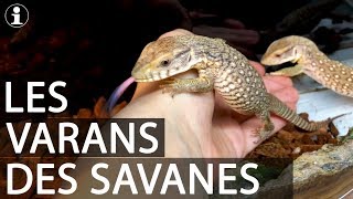 TUTO et PRESENTATION  varan des savanes Varanus exanthematicus [upl. by Eynobe]