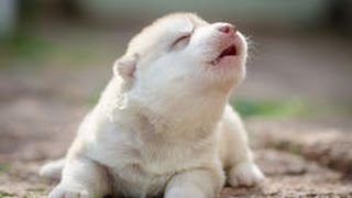 Cute Puppies Howling Compilation 2016 Cuteness Overload [upl. by Einaffets]