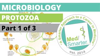 Protozoa  Microbiology  USMLE STEP 1  Part 1 of 3 [upl. by Nytram451]