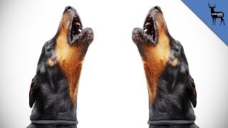 Why Do Dogs Howl [upl. by Anson24]