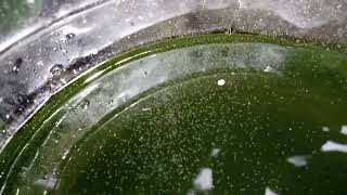 DAPHNIA MOINA CULTURE IN A SMALL BUCKET [upl. by Aivekal]