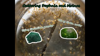 How To Culture Daphnia and Moinas using Green Water Spirulina powder [upl. by Austin]