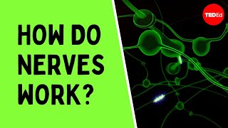 How do nerves work  Elliot Krane [upl. by Enyamrahc]