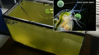 Raising Daphnia for the Freshwater Aquarium [upl. by Ferdinanda]