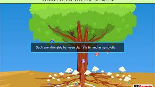 Nutrition in Plants  Class 7 [upl. by Macgregor]