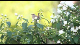 Beautiful Dawn Chorus Birdsong  Nature Sounds [upl. by Aggie]