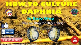 HOW TO CULTURE DAPHNIA In Easy Way [upl. by Niltiac671]