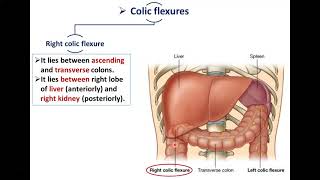 How to read CT scan abdomen  Colon appendix [upl. by Nnayrb48]