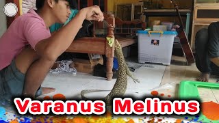 Varanus Melinus [upl. by Aronoff]